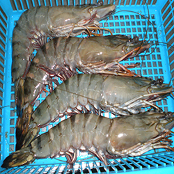 Frozen Black Tiger Shrimps Head-On